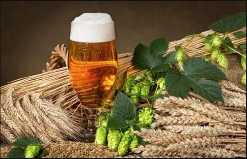 精酿啤酒原料--山东豪鲁厂家供应 精酿啤酒原料--山东豪鲁厂家供应